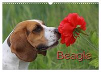 Beagle (Wandkalender 2024 DIN A3 quer), CALVENDO Monatskalender