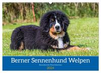Berner Sennenhund Welpen - Bezaubernde Plüschbärchen (Wandkalender 2024 DIN A2 quer), CALVENDO Monatskalender