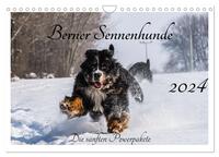 Berner Sennenhunde - Die sanften Powerpakete (Wandkalender 2024 DIN A4 quer), CALVENDO Monatskalender