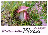 Mit interessanten Pilzen durchs Jahr (Wandkalender 2024 DIN A4 quer), CALVENDO Monatskalender