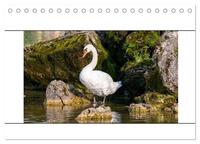 Vögel am Wasser entdecken (Tischkalender 2024 DIN A5 quer), CALVENDO Monatskalender