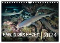 Haie in der Nacht (Wandkalender 2024 DIN A4 quer), CALVENDO Monatskalender