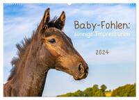 Baby-Fohlen: sonnige Impressionen (Wandkalender 2024 DIN A2 quer), CALVENDO Monatskalender