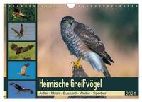 Heimische GREIFVÖGEL Adler Milan Bussard Weihe Sperber (Wandkalender 2024 DIN A4 quer), CALVENDO Monatskalender