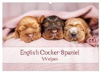 English Cocker Spaniel Welpen (Wandkalender 2024 DIN A2 quer), CALVENDO Monatskalender