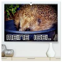 Meine Igel (hochwertiger Premium Wandkalender 2024 DIN A2 quer), Kunstdruck in Hochglanz