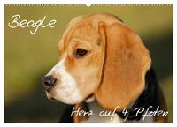 Beagle - Herz auf 4 Pfoten (Wandkalender 2024 DIN A2 quer), CALVENDO Monatskalender