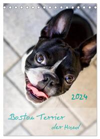 Boston Terrier der Hund 2024 (Tischkalender 2024 DIN A5 hoch), CALVENDO Monatskalender