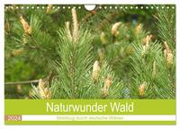Naturwunder Wald (Wandkalender 2024 DIN A4 quer), CALVENDO Monatskalender