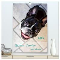 Boston Terrier der Hund 2024 (hochwertiger Premium Wandkalender 2024 DIN A2 hoch), Kunstdruck in Hochglanz