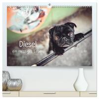 Diesel - ein mopsiges Leben (hochwertiger Premium Wandkalender 2024 DIN A2 quer), Kunstdruck in Hochglanz