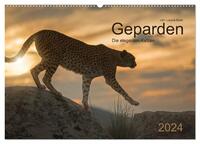 Geparden. Die eleganten Katzen. (Wandkalender 2024 DIN A2 quer), CALVENDO Monatskalender