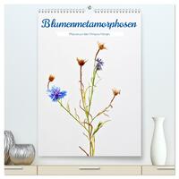 Blumenmetamorphosen (hochwertiger Premium Wandkalender 2024 DIN A2 hoch), Kunstdruck in Hochglanz