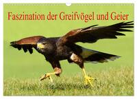 Faszination der Greifvögel und Geier (Wandkalender 2024 DIN A3 quer), CALVENDO Monatskalender