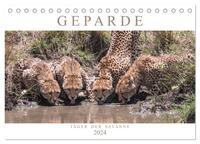 Geparde - Jäger der Savanne (Tischkalender 2024 DIN A5 quer), CALVENDO Monatskalender