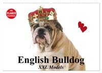 English Bulldog XXL Models (Wandkalender 2024 DIN A2 quer), CALVENDO Monatskalender