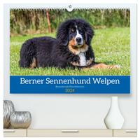 Berner Sennenhund Welpen - Bezaubernde Plüschbärchen (hochwertiger Premium Wandkalender 2024 DIN A2 quer), Kunstdruck in Hochglanz
