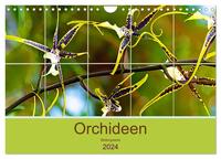 Orchideen Bildergalerie (Wandkalender 2024 DIN A4 quer), CALVENDO Monatskalender
