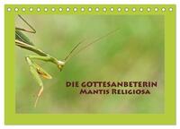 Die Gottesanbeterin Mantis Religiosa (Tischkalender 2024 DIN A5 quer), CALVENDO Monatskalender