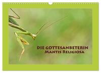 Die Gottesanbeterin Mantis Religiosa (Wandkalender 2024 DIN A3 quer), CALVENDO Monatskalender