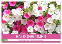 Balkonblumen. Die Blütenpracht für Blumenkästen (Wandkalender 2024 DIN A2 quer), CALVENDO Monatskalender