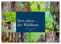 Strix aluco ... der Waldkauz (Wandkalender 2024 DIN A2 quer), CALVENDO Monatskalender