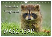 Waschbär - Niedlicher Allesfresser (Wandkalender 2024 DIN A4 quer), CALVENDO Monatskalender