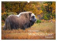 Die letzten Moschusochsen Europas (Wandkalender 2024 DIN A3 quer), CALVENDO Monatskalender