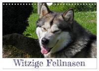 Witzige Fellnasen (Wandkalender 2024 DIN A4 quer), CALVENDO Monatskalender