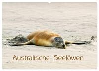 Australische Seelöwen (Wandkalender 2024 DIN A2 quer), CALVENDO Monatskalender