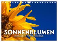 Sonnenblumen - Erstrahlen im freundlichen Gelb. (Wandkalender 2024 DIN A4 quer), CALVENDO Monatskalender