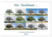 Ein Nussbaum von Januar bis Dezember (Wandkalender 2024 DIN A3 quer), CALVENDO Monatskalender