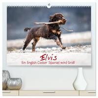 Elvis ein Engl. Cocker Spaniel wird Groß (hochwertiger Premium Wandkalender 2024 DIN A2 quer), Kunstdruck in Hochglanz