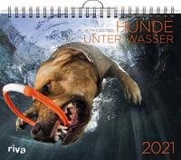 Hunde unter Wasser 2021