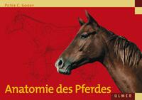 Anatomie des Pferdes