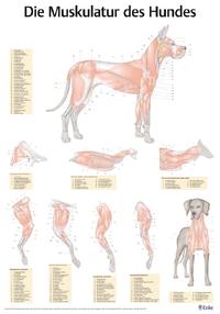 Poster Muskulatur des Hundes