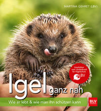 Igel ganz nah