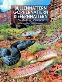 Bullennattern, Gophernattern und Kiefernnattern