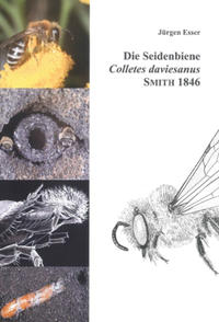 Die Seidenbiene Colletes daviesanus Smith 1846