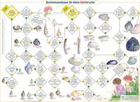 Bestimmungsbogen für kleine Wattforscher