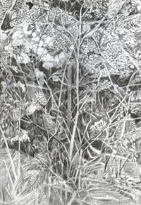 Katharina Immekus: Vogelschlag