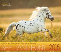 Shetland Pony 2015