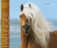 Haflinger 2017