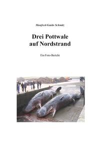 Drei Pottwale auf Nordstrand
