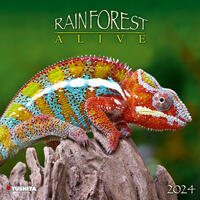 Rainforest Alive 2024