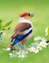 Hawfinch