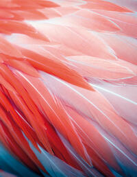 Flamingo Feathers