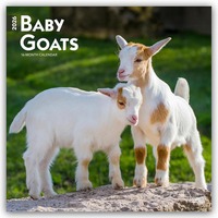 Cover-Abbildung für Baby Goats – Ziegenbabys 2026 – 16-Monatskalender (99999---979-8-3307-0226-8)