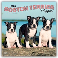 Cover-Abbildung für Boston Terrier Puppies – Boston Terrier Welpen 2026 – 16-Monatskalender (99999---979-8-3307-0259-6)