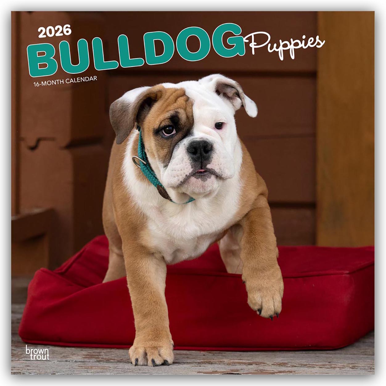 Cover-Abbildung für Bulldog Puppies – Bulldogge Welpen 2026 – 16-Monatskalender (99999---979-8-3307-0266-4)